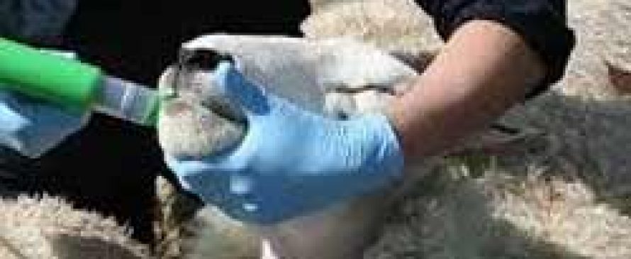 انگل داخلی گوسفند