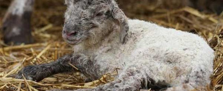 سقط جنین گوسفند
