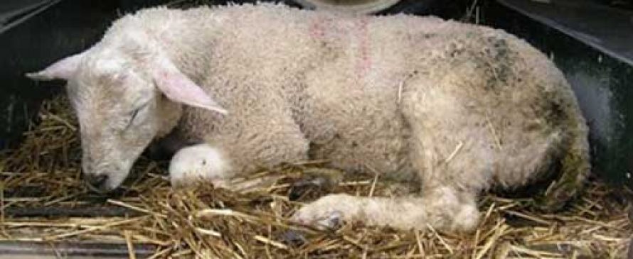 بیماری انگلی گوسفند