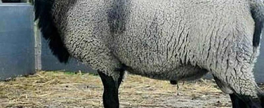 گوسفند نژاد رومانف