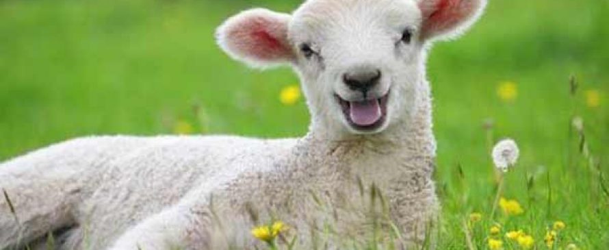 از شیرگیری گوسفند بایستی در چه زمانی انجام شود؟