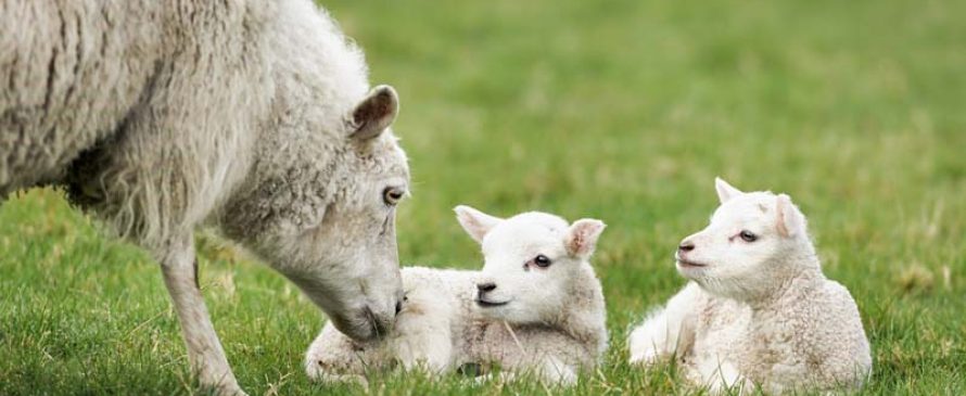 خرید گوسفند برای پرواربندی