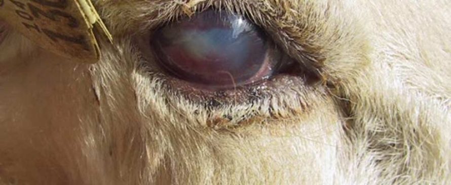 بیماری های چشمی گوسفندان