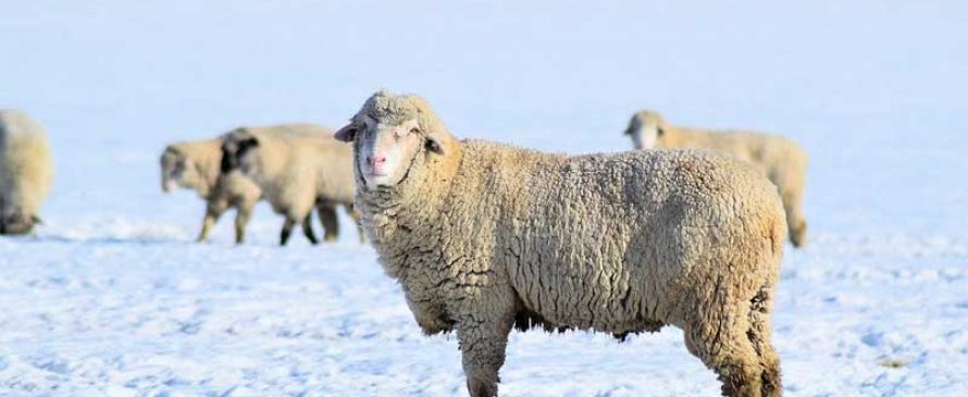 استرس سرمایی گوسفند