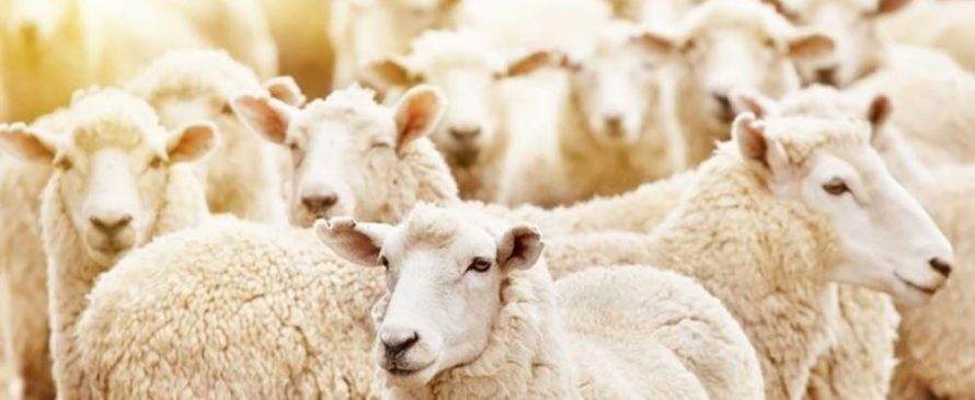 سنت گوسفند قربانی در ایران