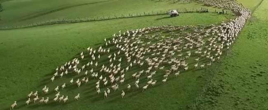 پرواربندی گوسفند زنده