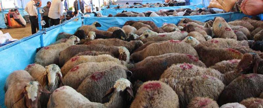 قربانی کردن گوسفند