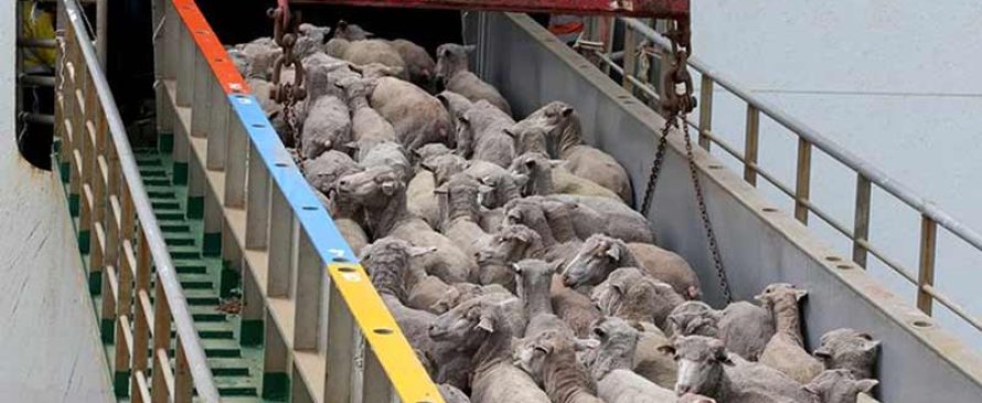 صادرات گوسفند زنده