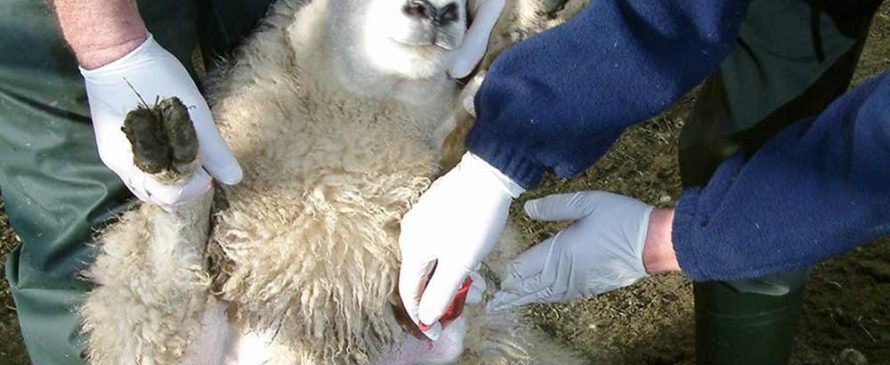 واکسن زدن گوسفند